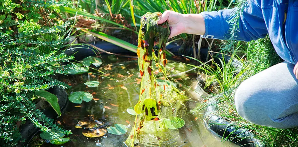 Blue-green algae